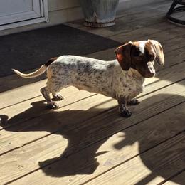 Calypso - Dachshund