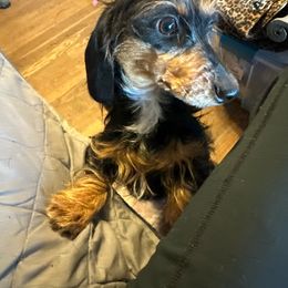 Shy - Dachshund