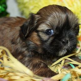 Girl 1 - Red female Shih Tzu puppy in Craig, Colorado from Rocky Mountain Shih Tzus and Dry Creek Miniature Dachshunds