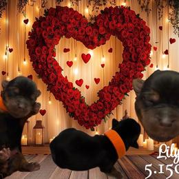 Lilly - Black and tan female Yorkshire Terrier puppy in Booneville, Mississippi from Pinky's Puppies