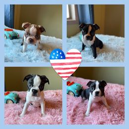 Boston Terrier Puppies from Angie's Little Bostons