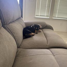 Wesson - Dachshund