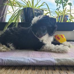 Puppy 1 - Black and white female Chinese Crested puppy in New Castle, Pennsylvania from Long Haul Cresteds & Long Rotts