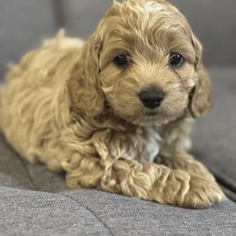Biscuit - Golden male Cockapoo puppy in Macomb, Missouri from Hunter's Puppies