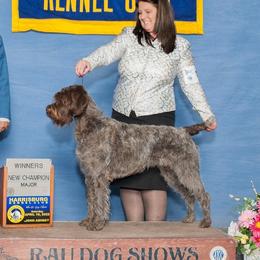 winnie - Wirehaired Pointing Griffon