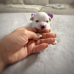 Purple - White female Maltese puppy in Kenosha, Wisconsin from Richter Family Puppies