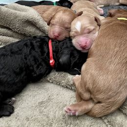 Assorted Doodle Crosses and Goldendoodle Puppies from Meekie Doodle Farm
