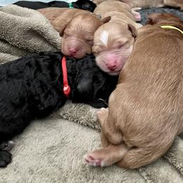 Assorted Doodle Crosses and Goldendoodle Puppies from Meekie Doodle Farm