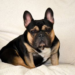 Biggs - French Bulldog