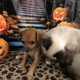 Boy 2 - male Chihuahua puppy in Mesa, Arizona from Sun Valley Chihuahuas & Malinois