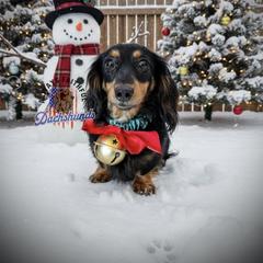 Frosty - Dachshund
