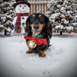 Frosty - Dachshund