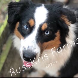 Josie - Australian Shepherd