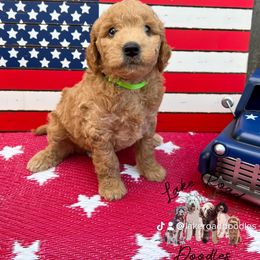 Goldendoodle Puppies from Lake Road Doodles