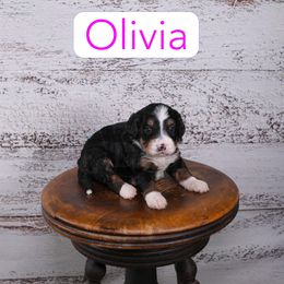 Olivia - Black tri-color female Assorted Doodle Crosses puppy in Calhoun, Georgia from Happy Top Doodles