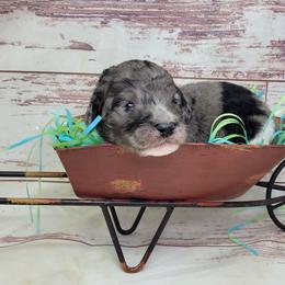 Rubble - Merle male Goldendoodle puppy in Grabill, Indiana from Rose's Doodles
