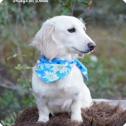 Snowbell - Dachshund