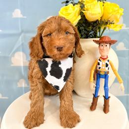 Rex - Caramel red male Australian Labradoodle puppy in Palmdale, California from Pixie Doodle Paws