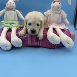 Mr Black - Light golden male Golden Retriever puppy in Douglas, Massachusetts from Oak Breeze Retrievers