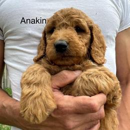 Anakin - Red  male Goldendoodle puppy in Golden, Colorado from Golden Mesa Doodles