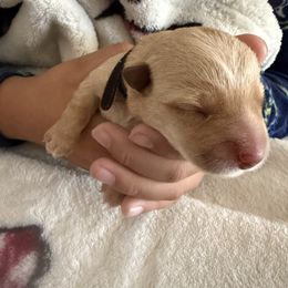Boy 1 - Wheaten male Scottish Terrier puppy in Victorville, California from Santas Scotties