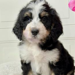 Thorne - Tri-color male Bernedoodle puppy in Beecher, Illinois from Erica’s Doodles