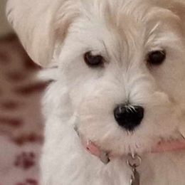 Girl 2 - Miniature Schnauzer puppy from Schnauzer Affinity