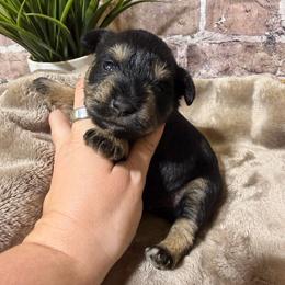Queen - Black and silver female Miniature Schnauzer puppy in Lufkin, Texas from C&K’s Schnauzer House