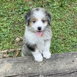 Aussiedoodle Puppies from Hearth&Hound Doodles