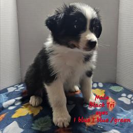 Trevor - Black tri-color male Australian Shepherd puppy in Crestline, Ohio from High Desert Aussies