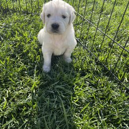 Golden Retriever Puppies from Prim Family Goldens