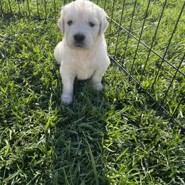 Golden Retriever Puppies from Prim Family Goldens