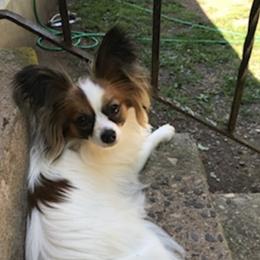 Papillons from Guardian’s Papillons