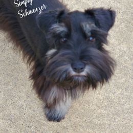 Sache - Miniature Schnauzer
