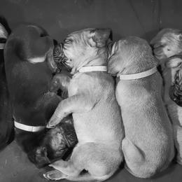 Bloodhound Puppies from Heritage Hounds