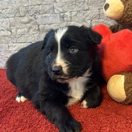 Duke - Black tri male Miniature Australian Shepherd puppy in Lebanon, Oregon from Two Pines Mini Aussies