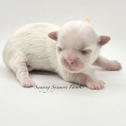 White and Gold Female - Yellow - Gold and white female Shih Tzu puppy in Crawfordsville, Indiana from Swaying Sycamore Farm