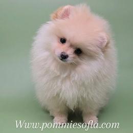 Shirley - Cream female Pomeranian puppy in Los Angeles, California from Pommies of LA
