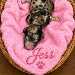 Jess - Merle female Goldendoodle puppy in North Branch, Michigan from Graceful Miniature Goldendoodles