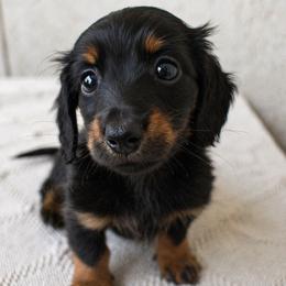 Plum - Black and tan male Dachshund puppy in Venice, Florida from Crowline Kennels