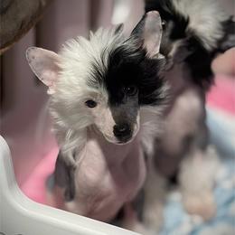 Cupid - White and black male Chinese Crested puppy in Tomball, Texas from Gracieux Chinese Cresteds