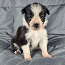 Hoa Hoa - Black and white male Border Collie puppy in Chicora, Pennsylvania from Riverwood