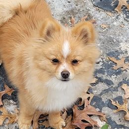 Pomeranians from LolliPoms
