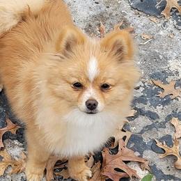 Pomeranians from LolliPoms
