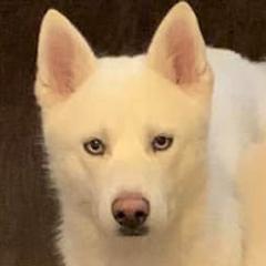 Samoyeds and Siberian Huskies from Snow Pups
