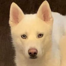 Samoyeds and Siberian Huskies from Snow Pups