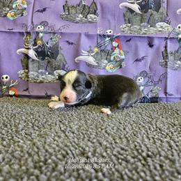 Jinx - Black tri female Miniature Australian Shepherd puppy in Snowflake, Arizona from Halfpint Aussies