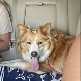 Foxy - Border Collie