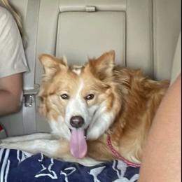 Foxy - Border Collie