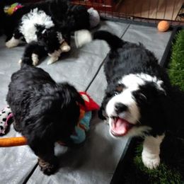 Bernedoodle Puppies from Kiya's Bernedoodles